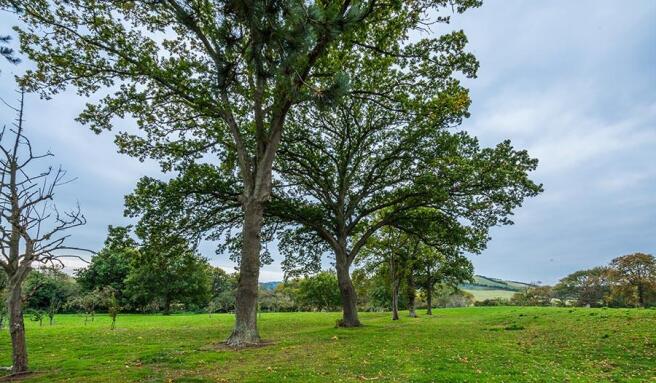The Orchard