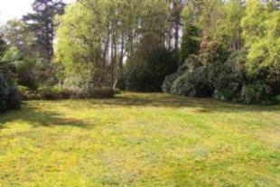 Rear woodland garden