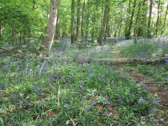 The Bluebells ...