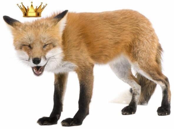 Fox Laugh
