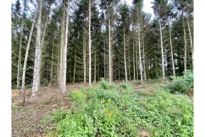 Woodland