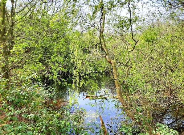 Photo 4