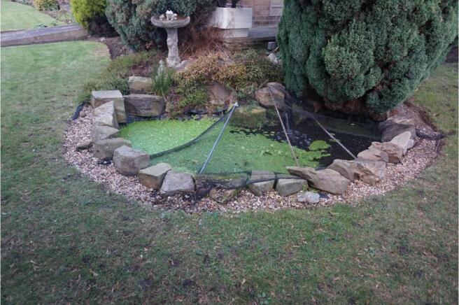Pond