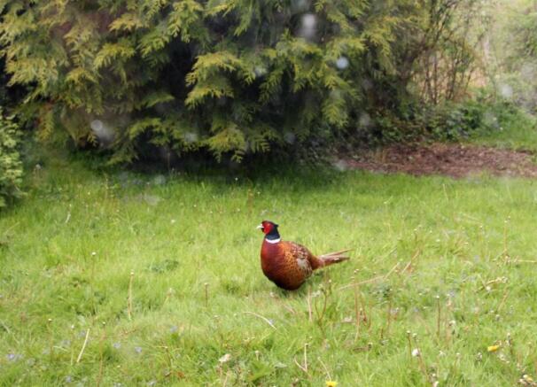 Pheasant in back garden