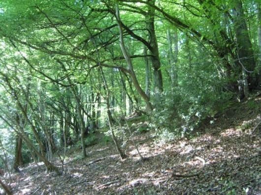 woodland