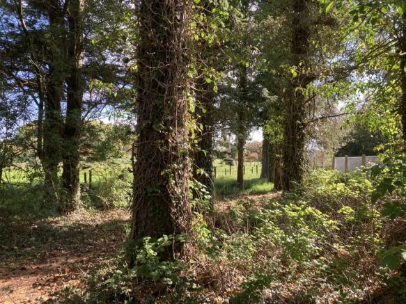Woodland Area