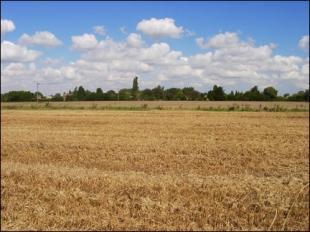 View over fields