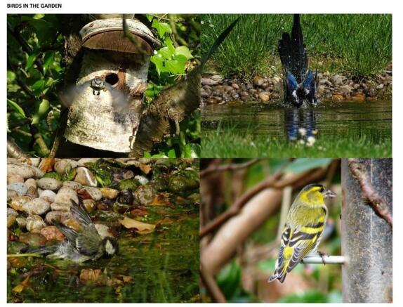 Birds in the Garden.jpg