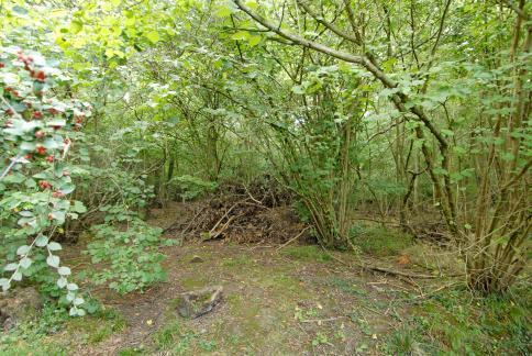 Woodland view from t