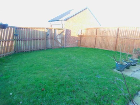 28 buttercup close (1)