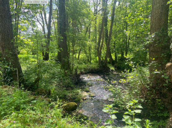 Stream in woodlands