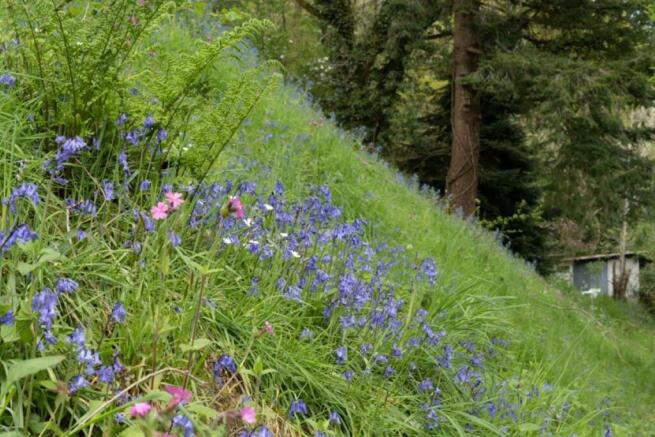 Bluebells.jpg