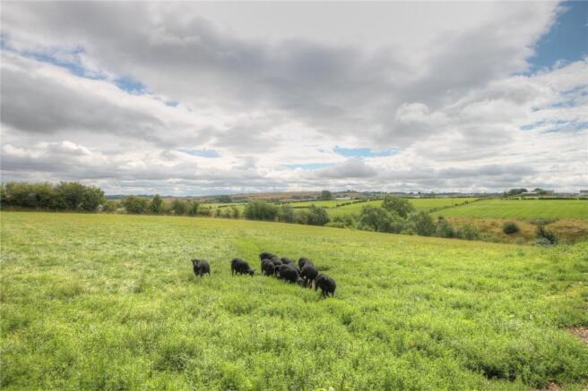 First Paddock