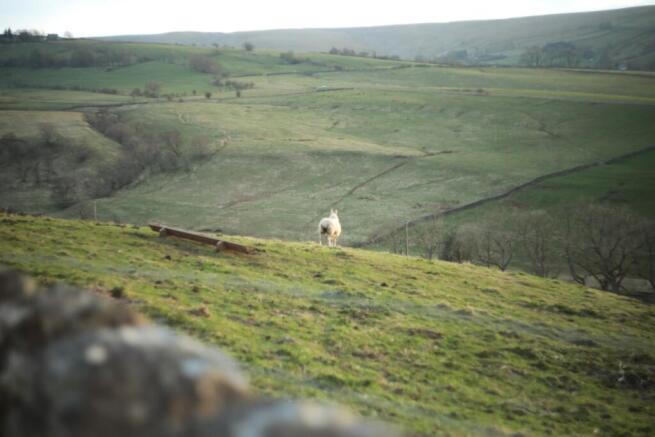 Sheep