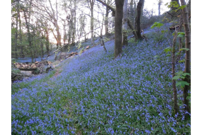 Woodland