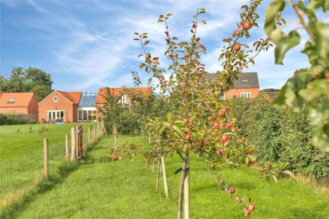 Orchard