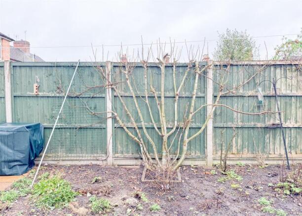 FIG TREE
