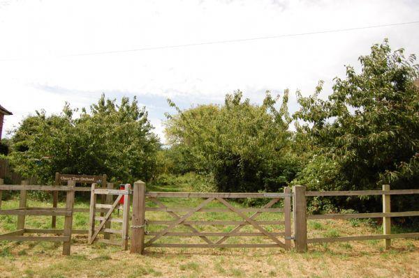 orchard