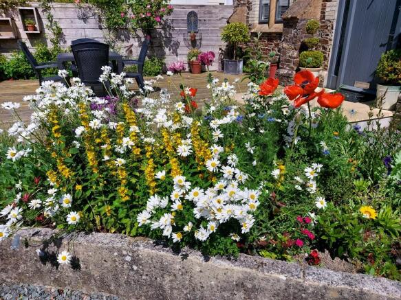 More Wild Flowers