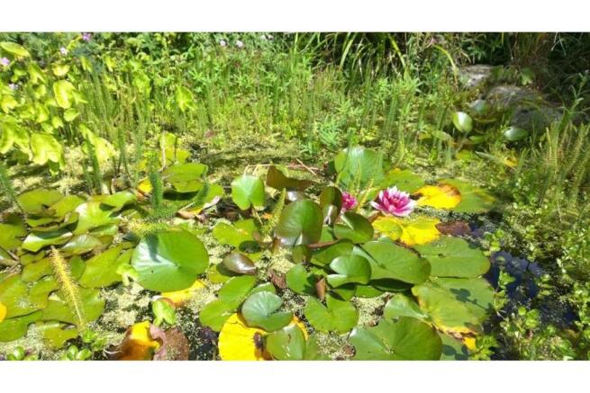pond