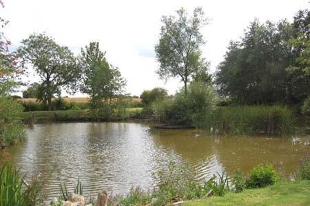 Pond