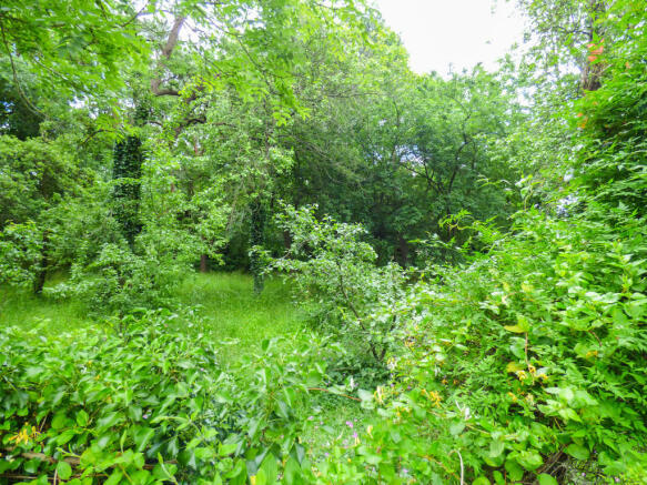 Woodland Views