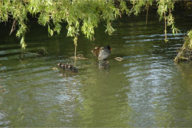 Photo 24