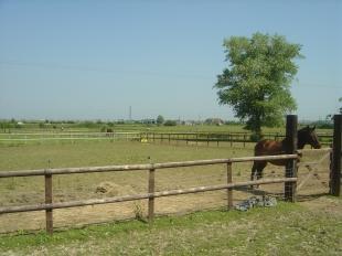Paddock (2)