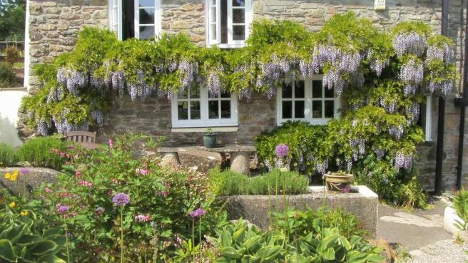 Wisteria in Bloom