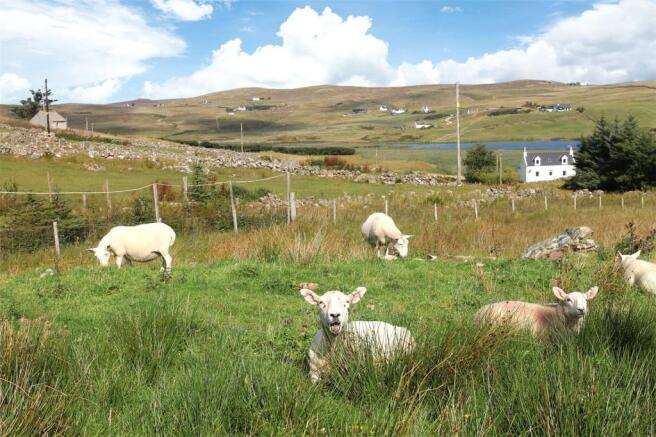 Roaming Livestock
