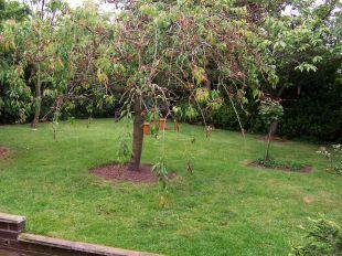 Garden 2
