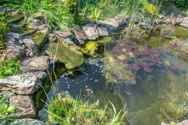 Pond