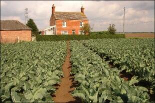 Cropping Field