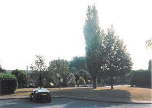 views over green