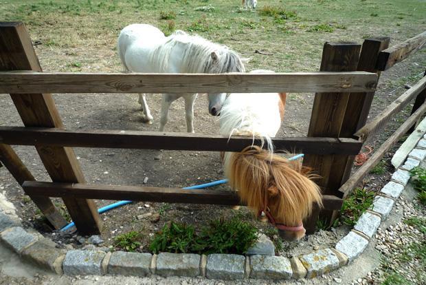 Ponies