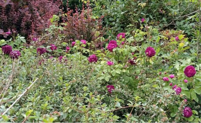 Purple Roses.jpg