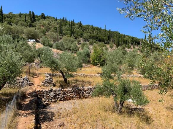 Olive groves