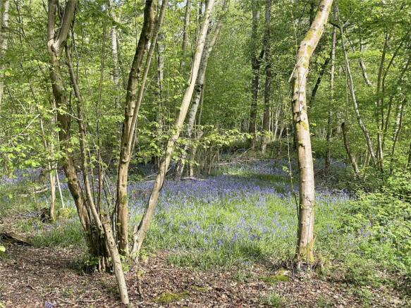 Bluebell Woodland