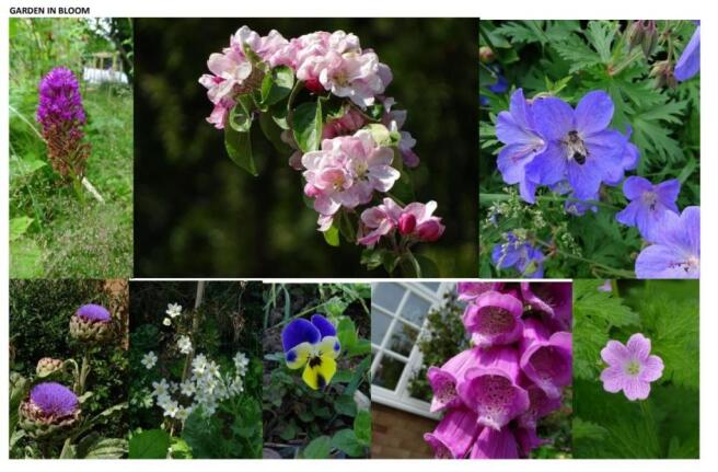 Garden in Bloom.jpg