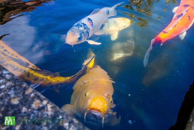 Koi
