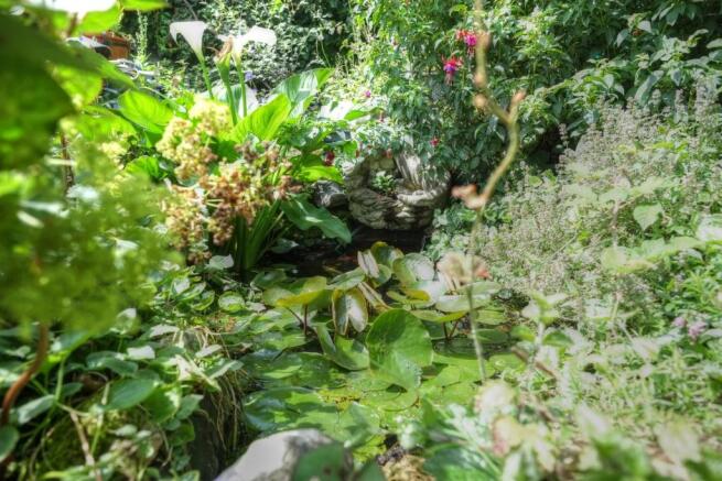 Lilly Pond