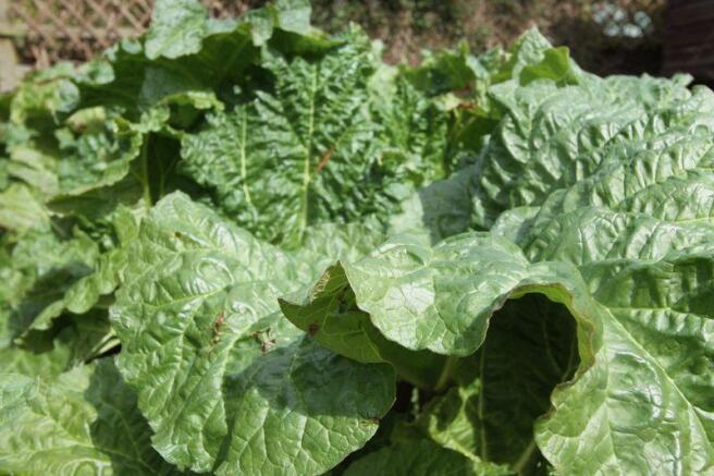 Rhubarb