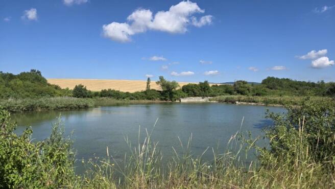 Fishpond surrounded by green plants and a golden field visible beyond under a bright blue sky with clouds.