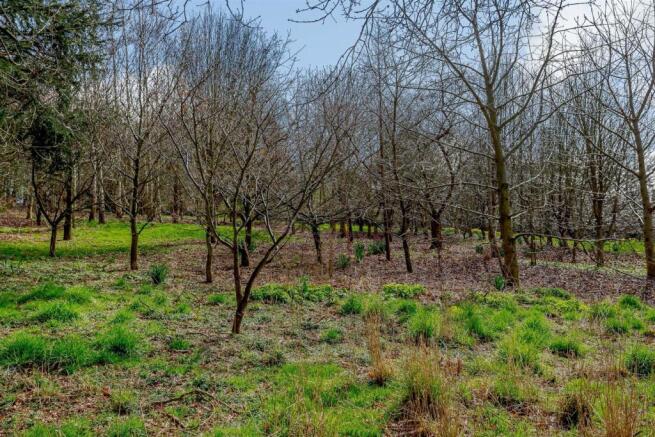 Woodland