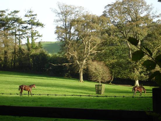 View With Horses