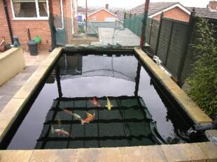 Fish Pond