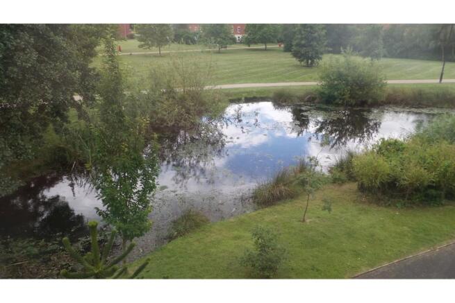 Pond