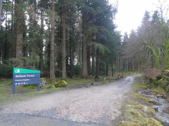 Bellever Forest