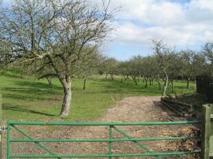 Orchard