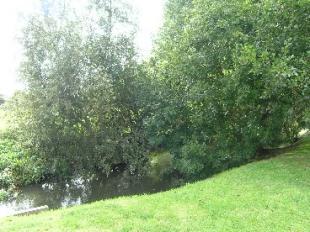 Communal Garden